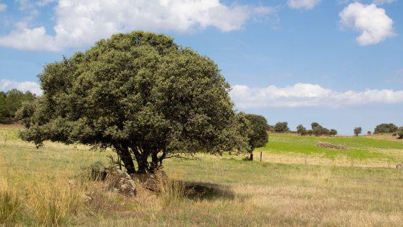 SOS ProDehesa Montado: Una Iniciativa para Preservar un Ecosistema Único