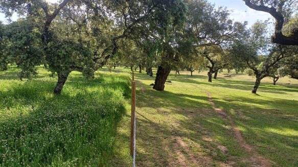 Jornada demostrativa en la finca comunal Monteporrino: resultados prometedores en la mejora de pastos de dehesa