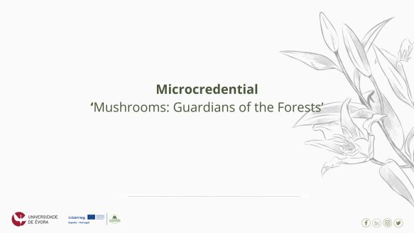 Applications open for the microcredential “Mushrooms: Guardians of the Forests”