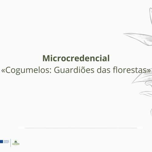 Abertas as candidaturas para a microcredencial «Cogumelos: guardiões das florestas»